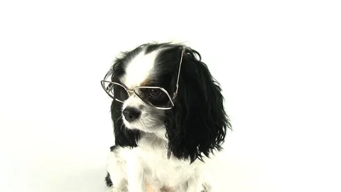 Dog With Glasses Stock Footage 98679004