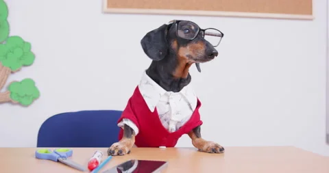 Dog in glasses funny strict teacher Stock Video Pond5