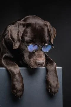 Dog with glasses looking aside Stock Photos