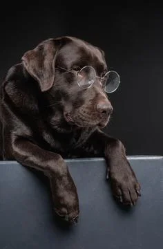 Dog with glasses looking down closeup Stock Photos