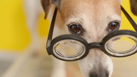 Dog in glasses looking judgmental. Vídeo Stock 125924774
