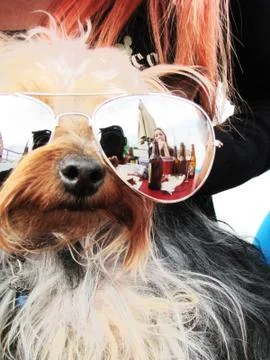 Dog with glasses Foto stock