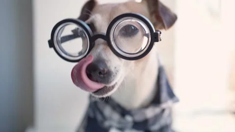 Dog glasses window Vídeo Stock 138001605