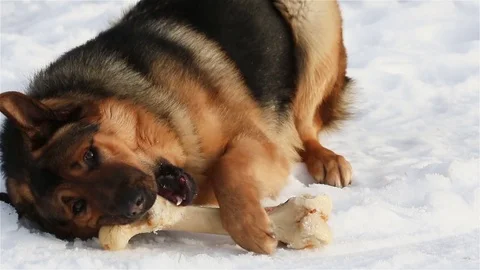 Dog gnawing bone Stock Footage 83848360