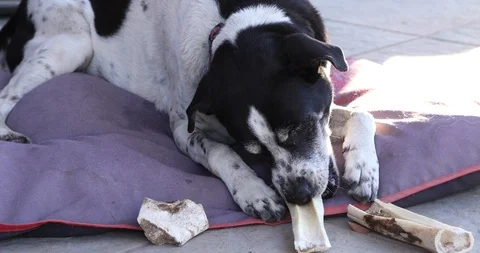 Dog gnawing a bone. Stock Footage 89601661