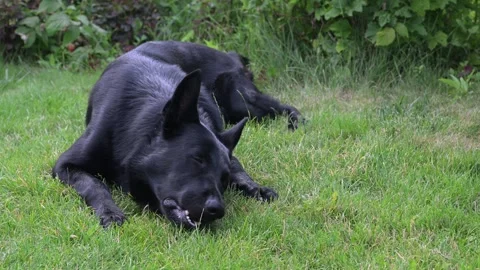 A dog is gnawing a bone on the green grass Stock Footage 280300471