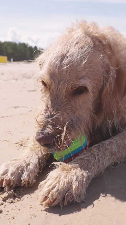 Dog gnaws ball on beach. Concept: active pet surf outdoor wellness. Stock Footage 308962782