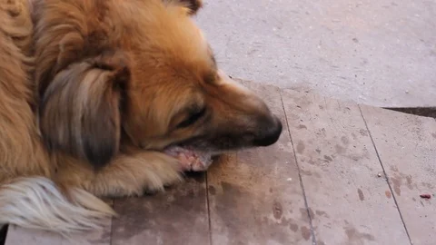 Dog gnaws a bone Stock Footage 91866421
