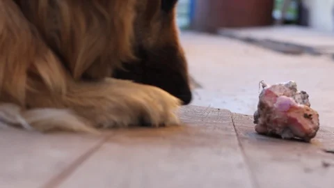 Dog gnaws a bone Stock Footage 91866467