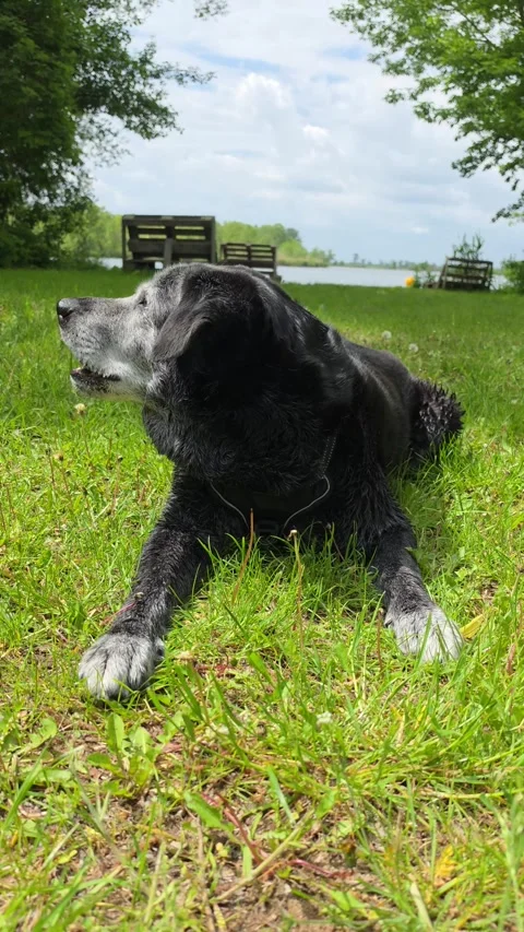 Dog ​​gnaws a bone in the grass. Stock Footage 335950742