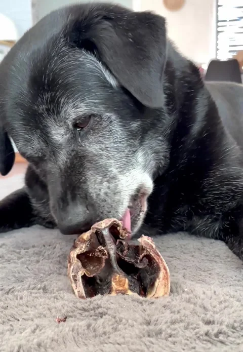 Dog gnaws on a bone on a gray carpet Stock Footage 240177727