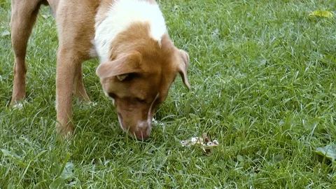 The dog gnaws bones on the lawn Stock Footage 78311914
