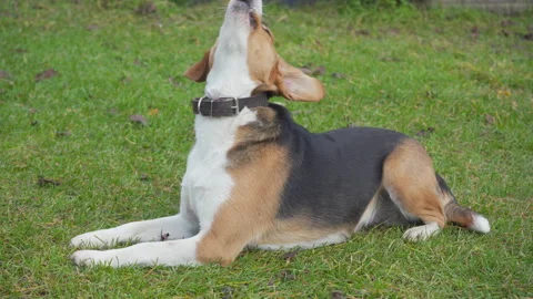 A dog gnaws in her teeth a walnut on the grass Video stock 330102034