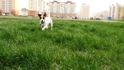 Dog go on grass Video stock 74762074