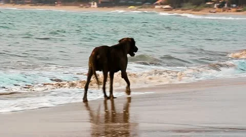 The dog is on the Goa beach Video stock 10762711
