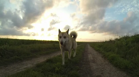 Dog goes on the road Stock-Footage 37114206