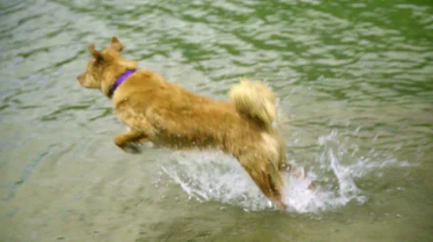 Dog goes for a swim Stock Footage 59032488