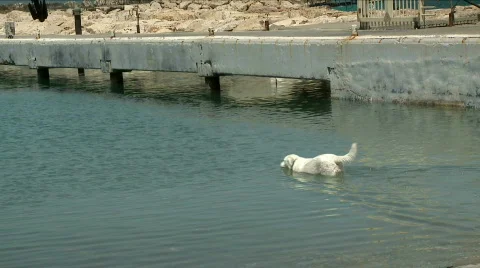 Dog goes swimming 1 Stock Footage 703953