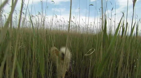 Dog goes through the reeds Video stock 37566331