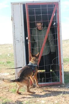 A dog is going to bite an arm of a man. A vicious dog is going to bite a man in Stock Photos