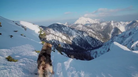 A dog going to the edge of a mountain slope Video stock 102578536