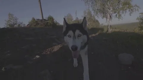 Dog is going to flycam Stock Footage 69123079