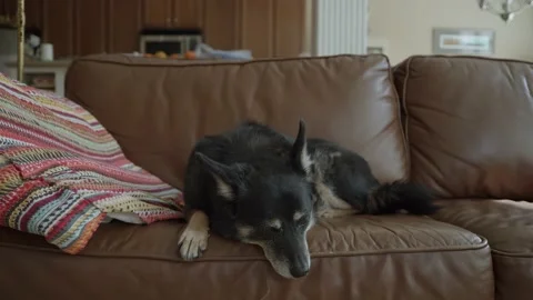 Dog going to Sleep on Couch Video stock 149930232