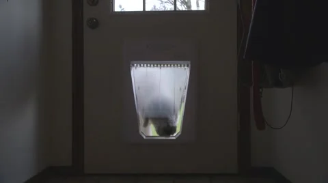 Dog going through dog door Video stock 44386808