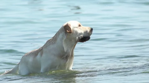 https://images.pond5.com/dog-golden-retriever-swims-lake-footage-048951346_iconl.jpeg