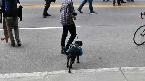 Dog with Gorillapod on his back Stock Footage 92441235