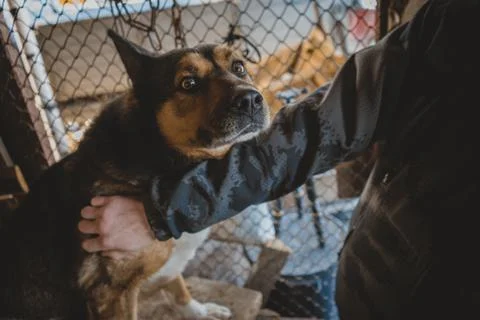 The dog got scared when the owner came and stroked the pet guards the house Stock Photos