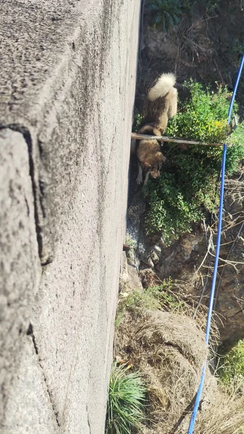 The dog got stuck on a high cliff. Animal Rescue Video stock 332558670