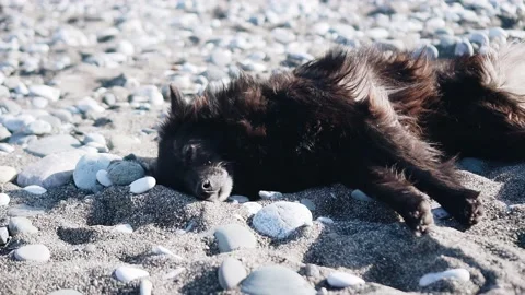 The dog got tired and lay down in the sun on the sand on the beach by the sea Stock Footage 200027651