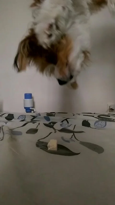 Dog Grapples Down On A String to Eat A Piece of Cheese in Stealth Mode, Constant Stock Footage 205358594