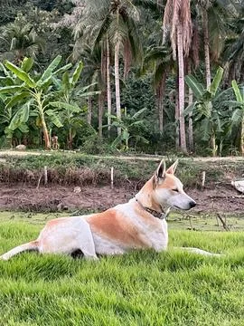 Dog on the grass-1 库存照片