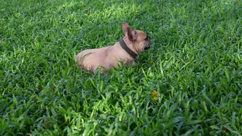 Dog Grass Allergy. Dog With Allergy Symp... | Stock Video | Pond5