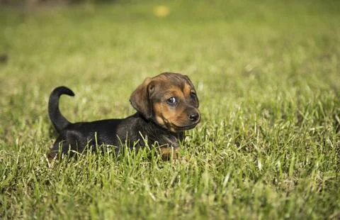 Dog in on the grass background Stock Photos