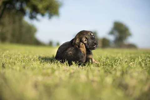 Dog in on the grass background Stock Photos