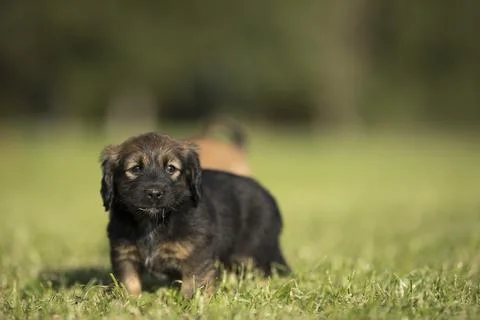 Dog in on the grass background Stock Photos