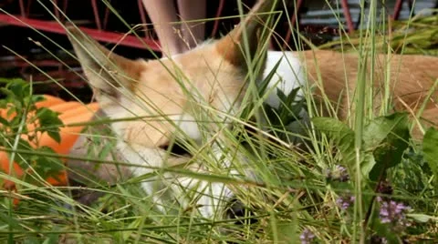 Dog in grass Video stock 11633471