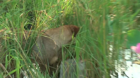Dog in the grass Stock-Footage 25423301