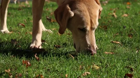 Dog in Grass Stockbeeldmateriaal 52493607