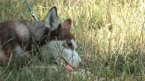 Dog on grass. Stock Footage 55708286
