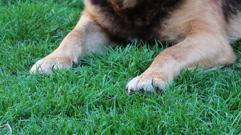 Dog grass Stock Footage 81707576