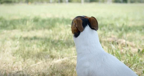 Dog on the grass Stock Footage 91588612