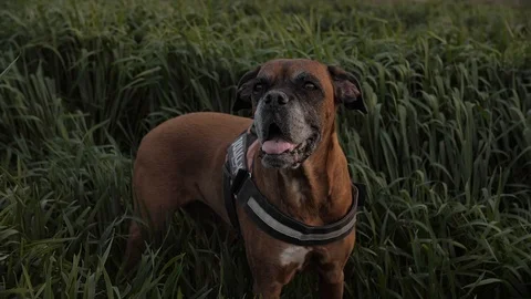 A dog in the grass Stock Footage 127665660