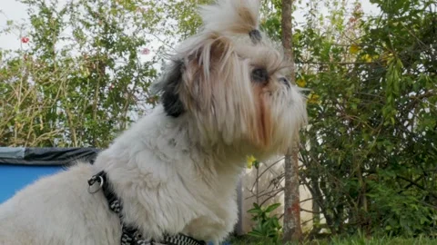 A dog on grass Stock Footage 168389415