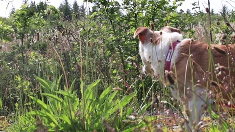 Dog in grass Stock Footage 230110951