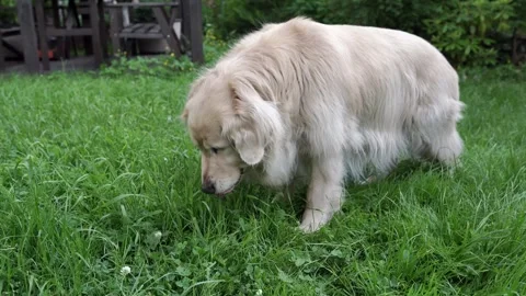 Dog in the grass Stock Footage 276724920