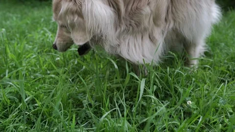 Dog in the grass Stock Footage 276724931